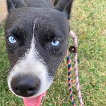 Thumbnail photo of Siren #1