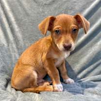 Thumbnail photo of Roan #1