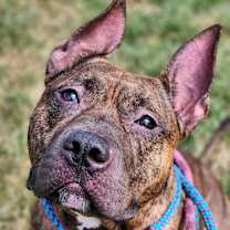 Thumbnail photo of Buffalo Bill #2