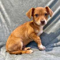 Thumbnail photo of Roan #2