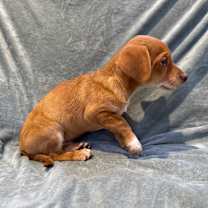 Thumbnail photo of Roan #3