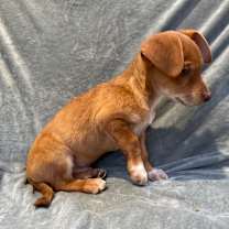 Thumbnail photo of Roan #4