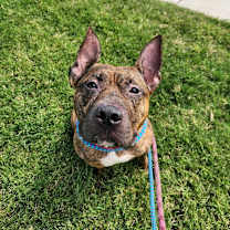 Thumbnail photo of Buffalo Bill #3