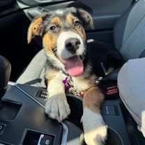 Thumbnail photo of Tansy--In Foster #2