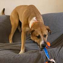 Thumbnail photo of Tansy--In Foster #3