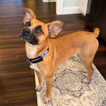 Thumbnail photo of Cooper #3