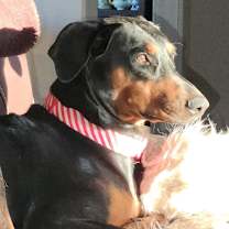 Thumbnail photo of Dakota #4