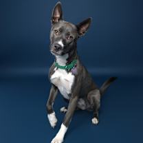 Thumbnail photo of Fresca--In Foster #1