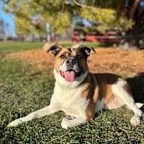 Thumbnail photo of Quila #1