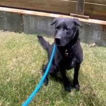 Thumbnail photo of Bruce Wayne--In Foster #3