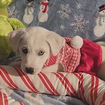 Thumbnail photo of Aurora #2