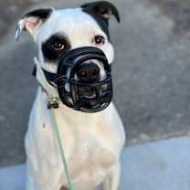 Thumbnail photo of Bubba #2