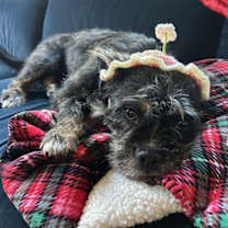 Thumbnail photo of Maggie Moo #3