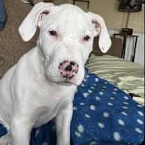 Thumbnail photo of Rex #1