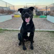 Thumbnail photo of Rocky #1