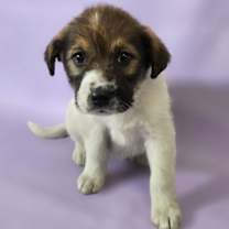 Thumbnail photo of Sunny #1