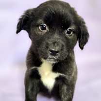 Thumbnail photo of Kumo #2