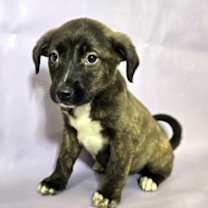 Thumbnail photo of Koda #2