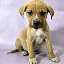 Thumbnail photo of Baxter #2