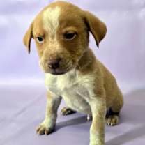 Thumbnail photo of Bowie #3