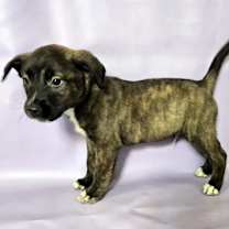 Thumbnail photo of Koda #3