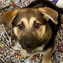 Thumbnail photo of El #1