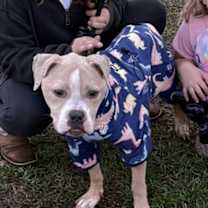 Thumbnail photo of Dozer #2