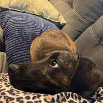 Thumbnail photo of Elmo #2