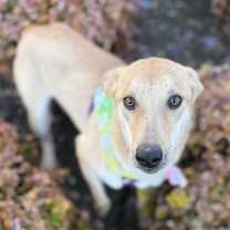 Thumbnail photo of Marigold #2