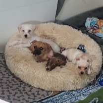 Thumbnail photo of Sofie, a Poodle-Cairn Terrier puppy #3