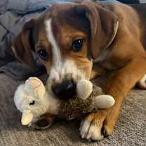 Thumbnail photo of Toddy #1