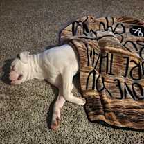 Thumbnail photo of Belle #4