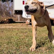 Thumbnail photo of Sandler JuM #3