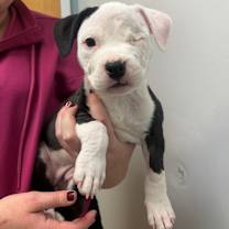 Thumbnail photo of Roo #3