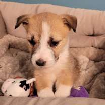 Thumbnail photo of Kramer *adoption pending* #1