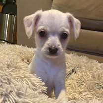 Thumbnail photo of Dancer #2