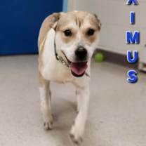 Thumbnail photo of Maximus #2