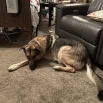 Thumbnail photo of Maverick (CL) #2