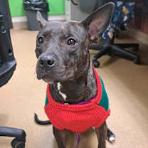 Thumbnail photo of Mighty Mouse #2