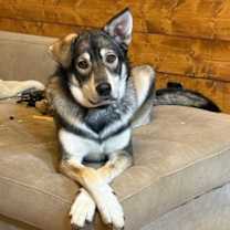 Thumbnail photo of Wolfie #1