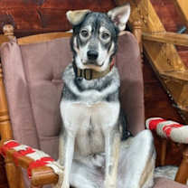 Thumbnail photo of Wolfie #3