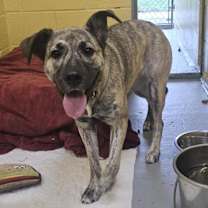 Thumbnail photo of Ziggy #1