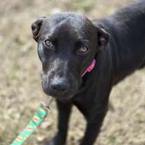 Thumbnail photo of Sheena #1