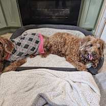 Thumbnail photo of Pebbles and Bamm Bamm #1