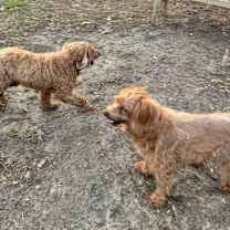 Thumbnail photo of Pebbles and Bamm Bamm #4