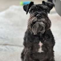 Thumbnail photo of Winston #2