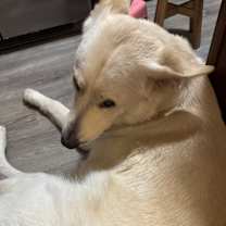 Thumbnail photo of Teddy #3