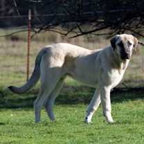 Thumbnail photo of Thor #2