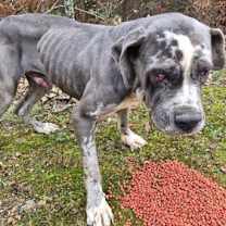 Thumbnail photo of Johnny #4