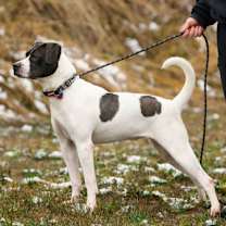 Thumbnail photo of Coconut #3